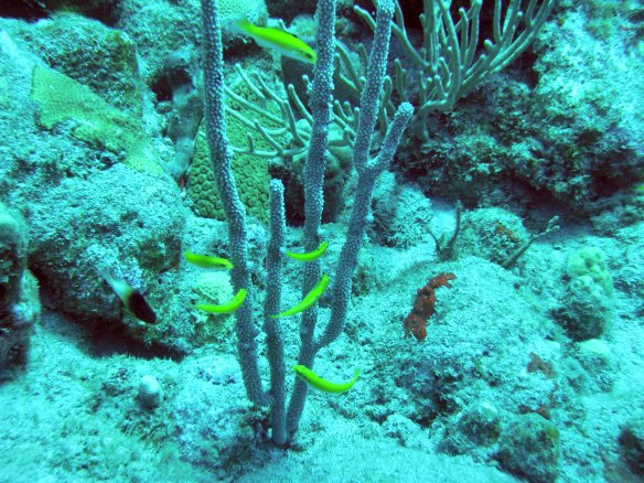 Petits poissons jaunes très communs virevoltant autour d'un corail. J'aurais dû filmer