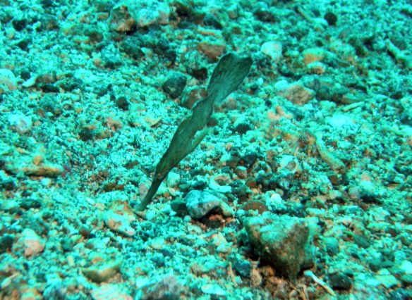 Robust Ghost Pipe Fish. Une des créatures de Lembeh